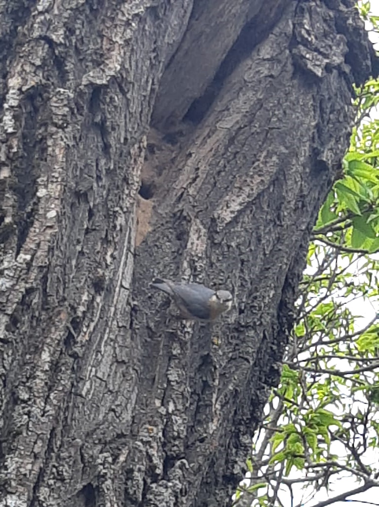 Grazie alla sensibilità degli operai di Calabria Verde un albero secco non è abbattuto per la presenza di un nido.