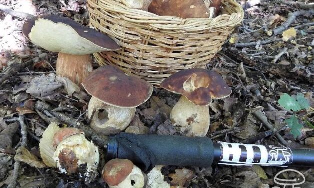ANZIANO SI PERDE MENTRE VA A FUNGHI