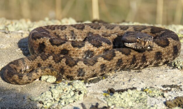 Vipera a spasso per strada si rifugia sotto un’auto.