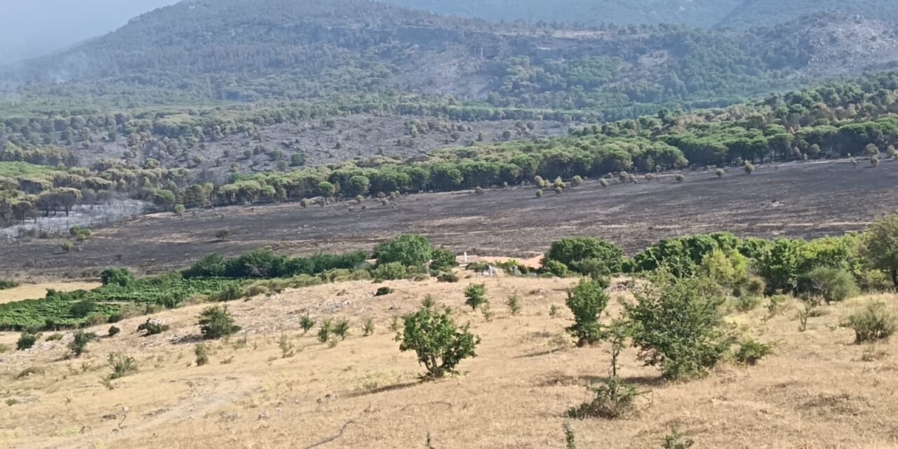 INCENDI E SICCITÀ: COLDIRETTI CALABRIA CHIEDE ALLA REGIONE INTERVENTI URGENTI PER AGRICOLTORI E ALLEVATORI DANNEGGIA