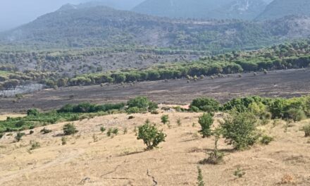 INCENDI E SICCITÀ: COLDIRETTI CALABRIA CHIEDE ALLA REGIONE INTERVENTI URGENTI PER AGRICOLTORI E ALLEVATORI DANNEGGIA