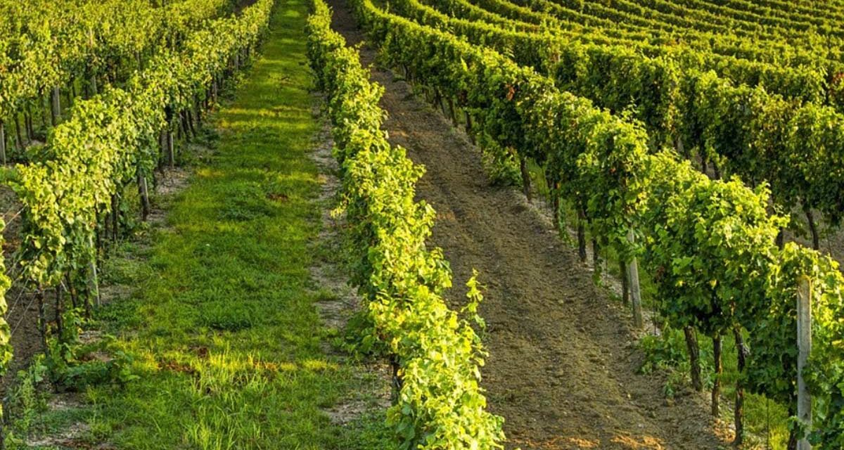 VIGNETO CALABRIA: COLDIRETTI, ANCHE IN CALABRIA VENDEMMIA AL VIA IN ANTICIPO TRA CLIMA E RINCARI
