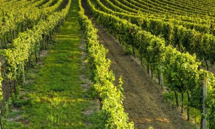 VIGNETO CALABRIA: COLDIRETTI, ANCHE IN CALABRIA VENDEMMIA AL VIA IN ANTICIPO TRA CLIMA E RINCARI