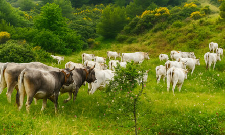Carne brasiliana, bene lo stop UE: una tutela per gli allevatori calabresi e i consumatori