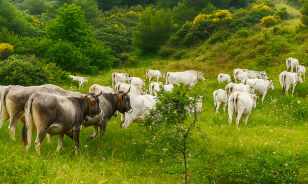 Carne brasiliana, bene lo stop UE: una tutela per gli allevatori calabresi e i consumatori