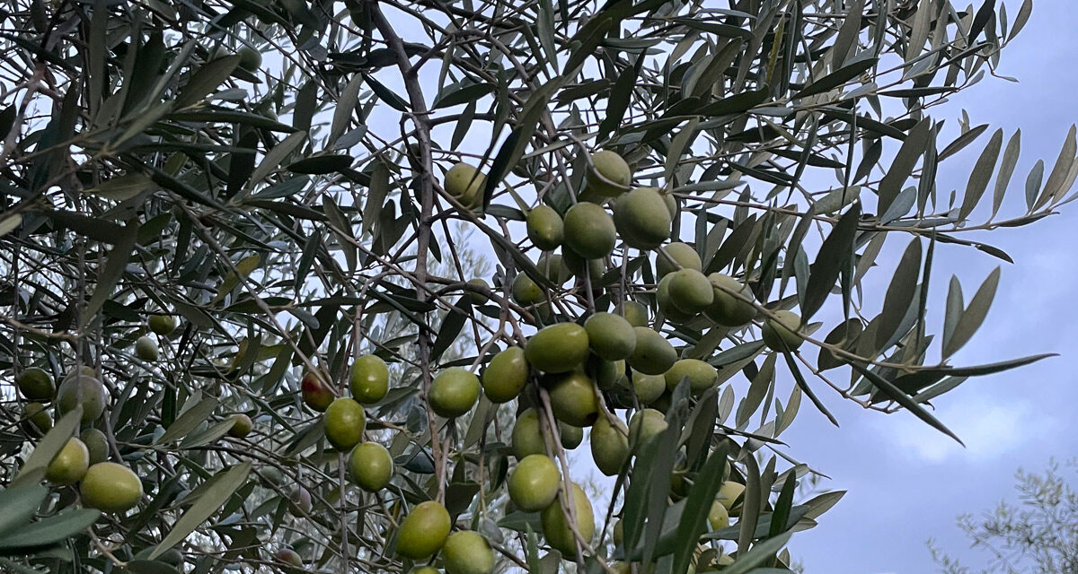 XYLELLA: COLDIRETTI CALABRIA, BENE LA RISPOSTA TEMPESTIVA DELLA REGIONE. SUBITO AL FIANCO DELLE IMPRESE