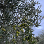 XYLELLA: COLDIRETTI CALABRIA, BENE LA RISPOSTA TEMPESTIVA DELLA REGIONE. SUBITO AL FIANCO DELLE IMPRESE