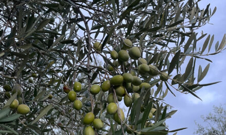 XYLELLA: COLDIRETTI CALABRIA, BENE LA RISPOSTA TEMPESTIVA DELLA REGIONE. SUBITO AL FIANCO DELLE IMPRESE