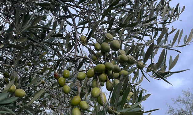 XYLELLA: COLDIRETTI CALABRIA, BENE LA RISPOSTA TEMPESTIVA DELLA REGIONE. SUBITO AL FIANCO DELLE IMPRESE